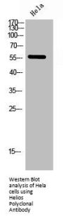 Helios Polyclonal Antibody