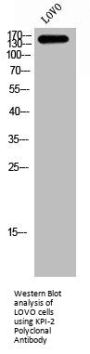 LMTK2 Antibody