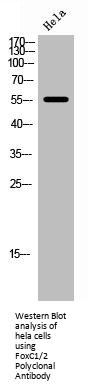FOXC1/FOXC2 Antibody