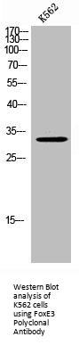 FOXE3 Antibody