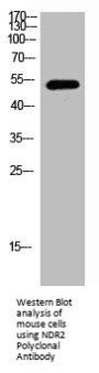STK38L Antibody