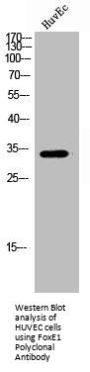 FOXE1 Antibody
