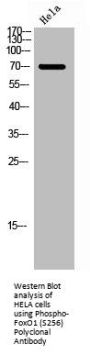 Phospho-FOXO1 (S256) Antibody