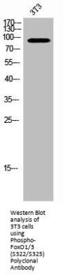Phospho-FOXO1/FOXO3 (S322/S325) Antibody