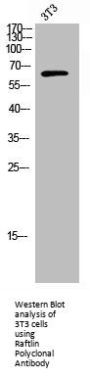 RFTN1 Antibody