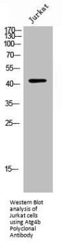 ATG4B Antibody