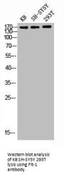 FLT1 Antibody
