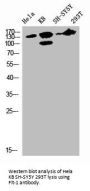FLT1 Antibody