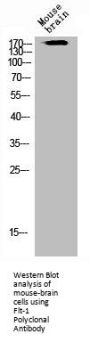 FLT1 Antibody