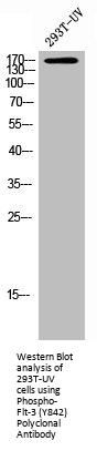Phospho-FLT3 (Y842) Antibody