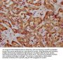 FAM83G Antibody