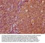 FAM83G Antibody
