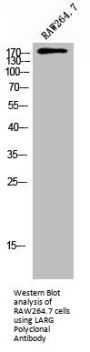 ARHGEF12 Antibody