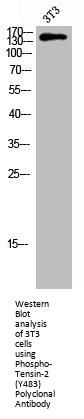 Phospho-TENC1 (Y483) Antibody