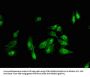 FANCA Antibody