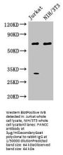 FANCC Antibody