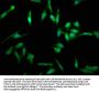 FASLG Antibody