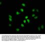 FAU Antibody
