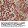 FBLN1 Antibody
