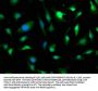 FBN2 Antibody
