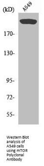 MTOR Antibody