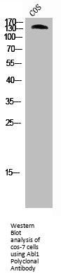 ABL1 Antibody