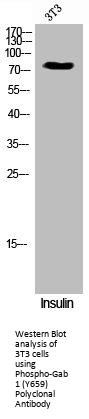 Phospho-GAB1 (Y659) Antibody