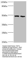 FDFT1 Antibody
