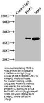 FDPS Antibody