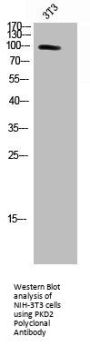 PRKD2 Antibody