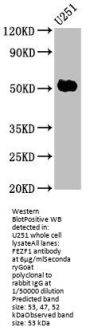 FEZF1 Antibody