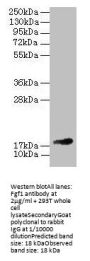 Fgf1 Antibody
