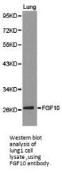 FGF10 Antibody