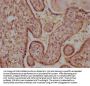 FGF16 Antibody