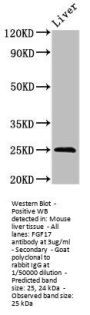 FGF17 Antibody