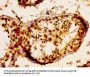 FGF17 Antibody