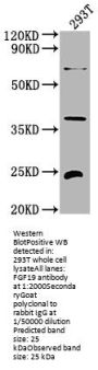 FGF19 Antibody