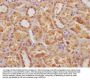 FGF19 Antibody