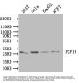 FGF19 Antibody