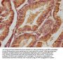 FGF4 Antibody
