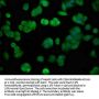 FGFR4 Antibody