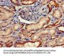 FGG Antibody