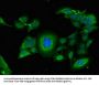 FGG Antibody