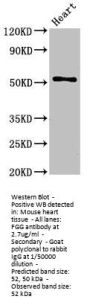 FGG Antibody