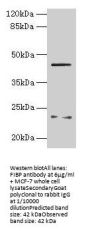 FIBP Antibody