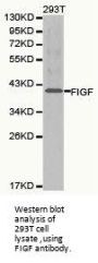 FIGF Antibody