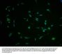 FKBP1B Antibody