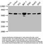 FKBP4 Antibody