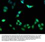 FKBP4 Antibody