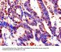 FKBP6 Antibody